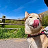 dog, husky, tongue, pink_harness, outdoor, grass, fence, blue_sky, person, casual, sunny, nature, happy, pet, animal, leisure, daytime, hill, greenery, playful