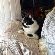 Coco joined the competition — help win amazing prizes! black_and_white, blanket, cat, comfort, cozy, curtain, cushion, domestic, feline, fur, home, indoor, pet, plush, relaxed, resting, sitting, soft_light, whiskers, window