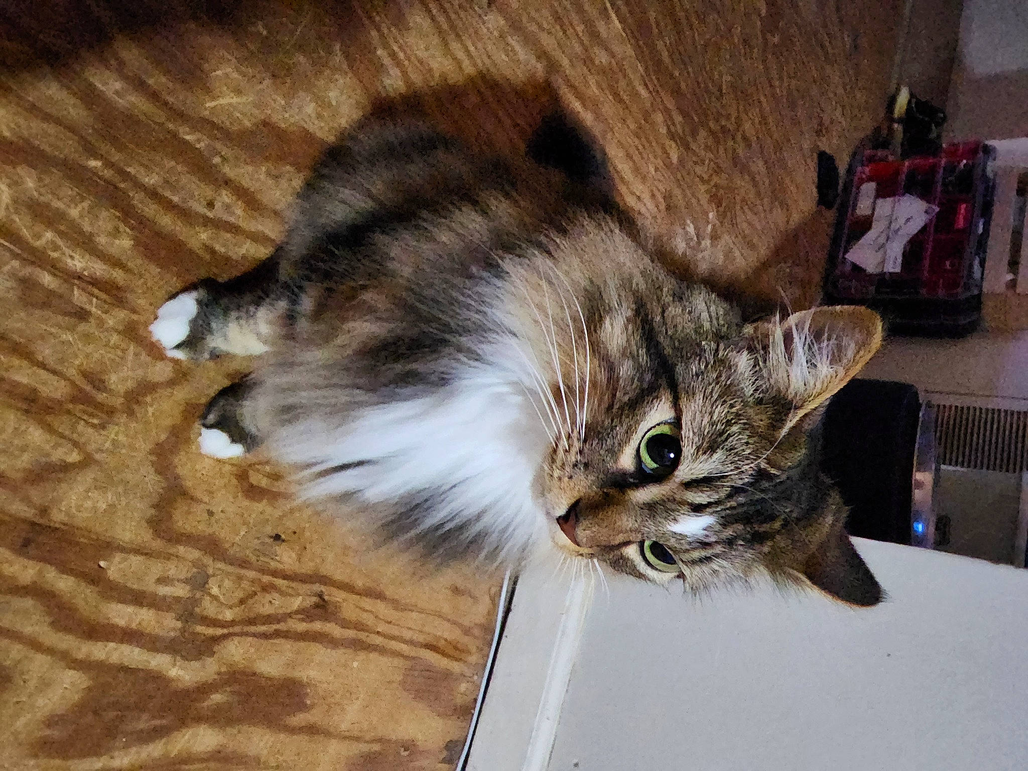 Jasmine joined the competition — help win amazing prizes! carnivore, cat, claw, domestic_short_haired_cat, felidae, flooring, fur, hardwood, paw, small_to_medium_sized_cats, snout, tail, whiskers, wood