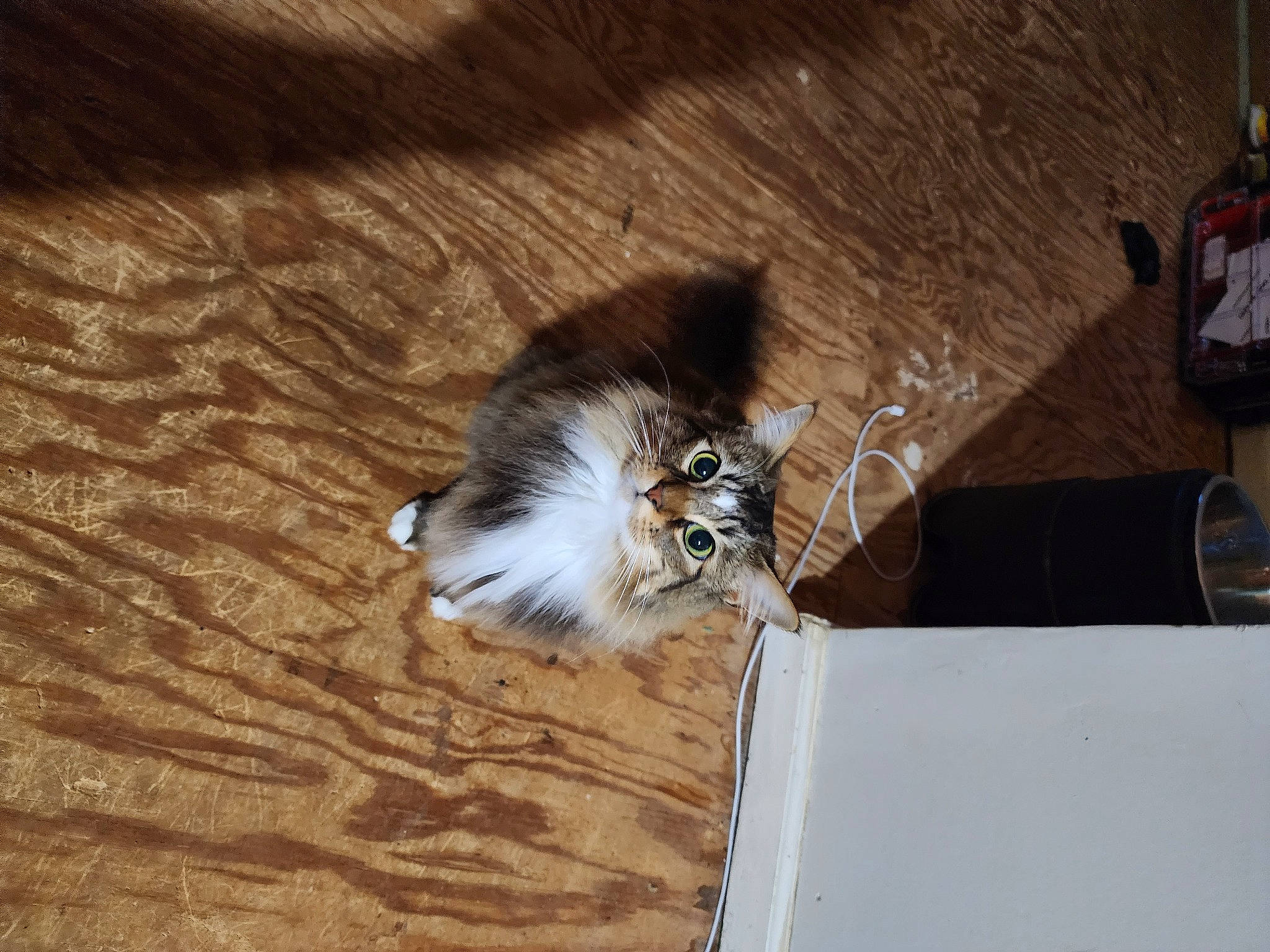 Jasmine joined the competition — help win amazing prizes! carnivore, cat, companion_dog, domestic_short_haired_cat, fawn, feather, felidae, flooring, fur, hardwood, paw, shadow, small_to_medium_sized_cats, tail, whiskers, wing, wood