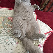 Maddy a rejoint le concours — aidez-le/la à gagner de superbes lots ! cat, gray_cat, fluffy, pet, lying_down, quilt, couch, cushion, indoor, relaxed, paws, tail, fur, cute, animal, feline, home, cozy, resting, surprised_look