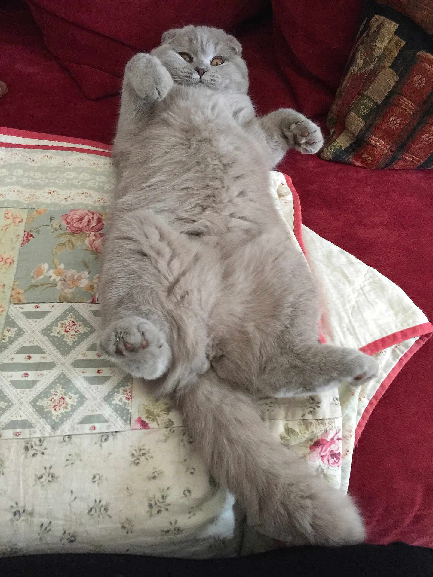 Maddy a rejoint le concours — aidez-le/la à gagner de superbes lots ! cat, gray_cat, fluffy, pet, lying_down, quilt, couch, cushion, indoor, relaxed, paws, tail, fur, cute, animal, feline, home, cozy, resting, surprised_look