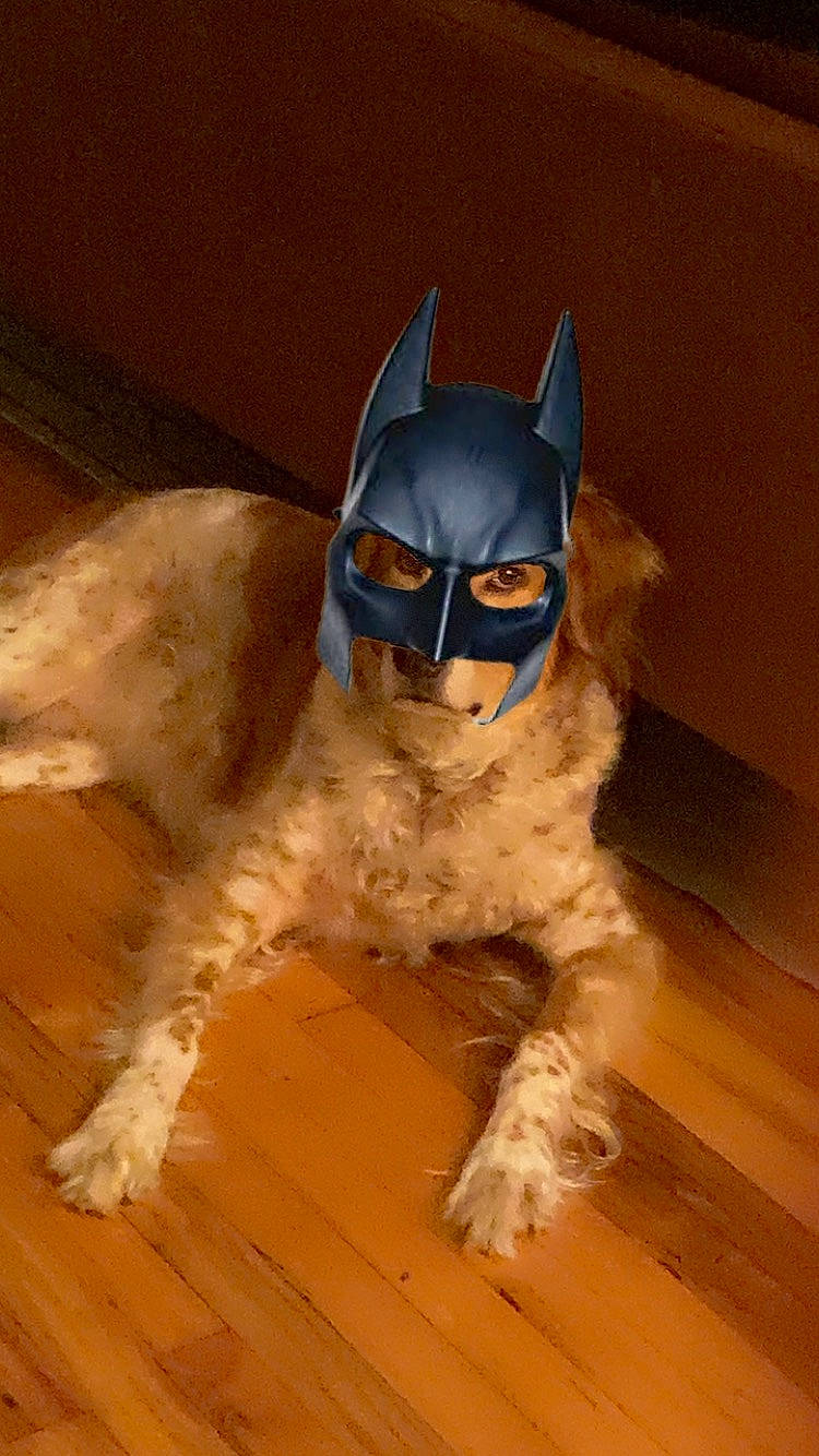 Churro is registered to the contest to win money with this photo: art, carnivore, electric_blue, event, eyewear, fawn, felidae, fictional_character, flooring, fur, hardwood, helmet, mask, personal_protective_equipment, small_to_medium_sized_cats, snout, sunglasses, tail, whiskers, wood