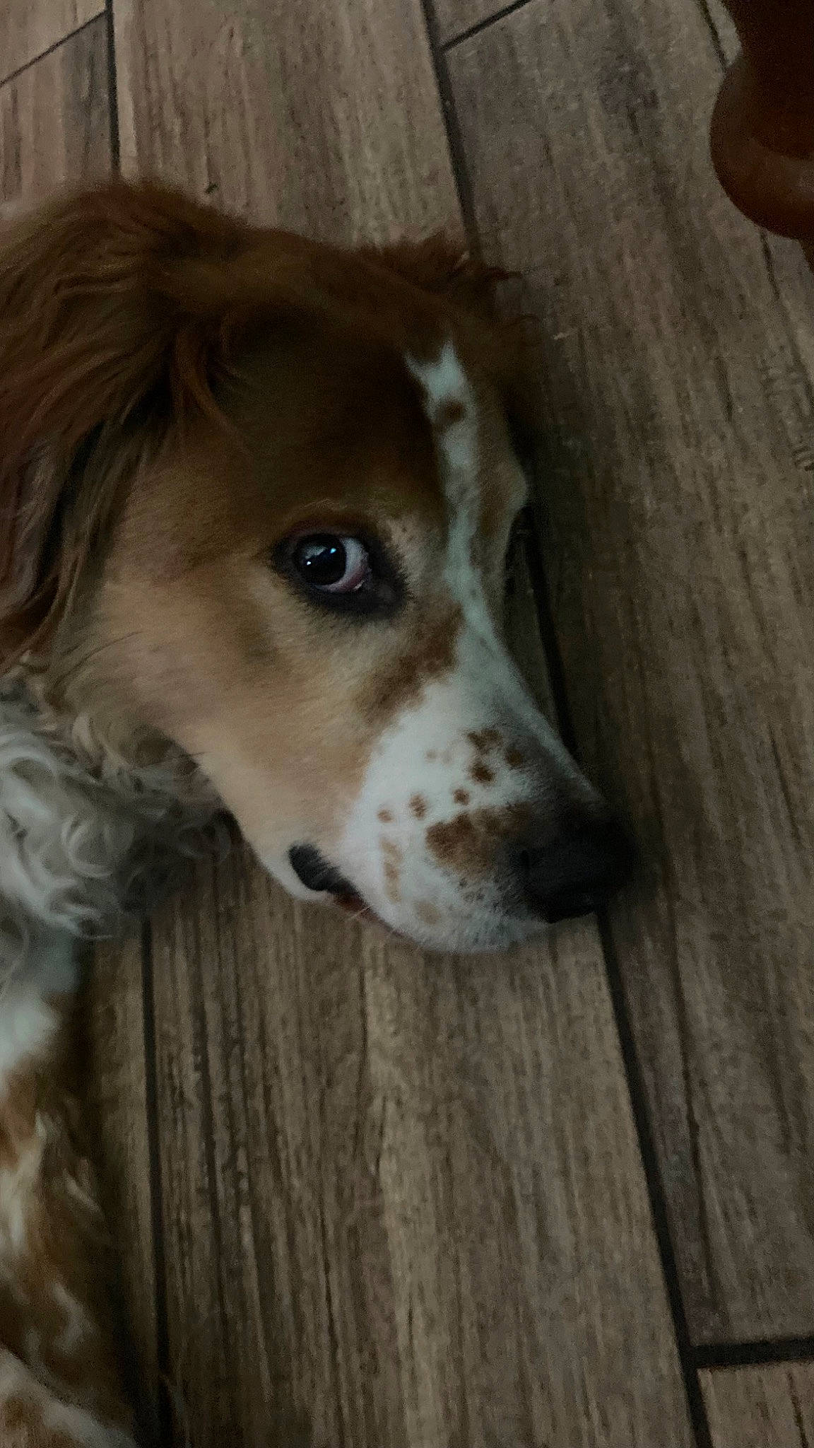 Churro joined the competition — help win amazing prizes! border_collie, canidae, carnivore, companion_dog, dog, dog_breed, fawn, fur, hardwood, herding_dog, liver, sporting_group, street_dog, terrestrial_animal, varnish, whiskers, wood, wood_stain, working_animal, working_dog