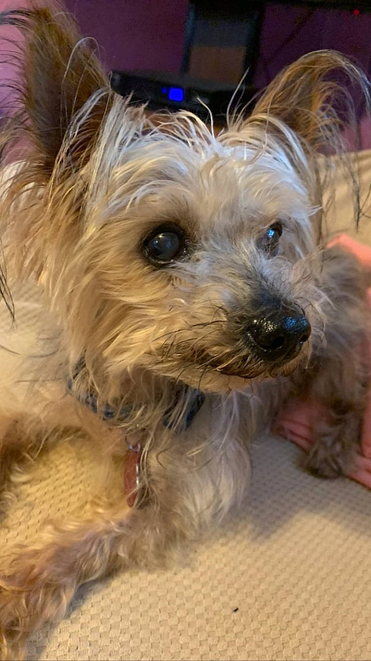 Rio is registered to the contest to win money with this photo: australian_terrier, biewer_terrier, canidae, carnivore, companion_dog, dog, dog_breed, dog_collar, dog_supply, fashion_accessory, fawn, fur, small_terrier, snout, sporting_group, terrier, toy_dog, working_animal, yorkipoo, yorkshire_terrier