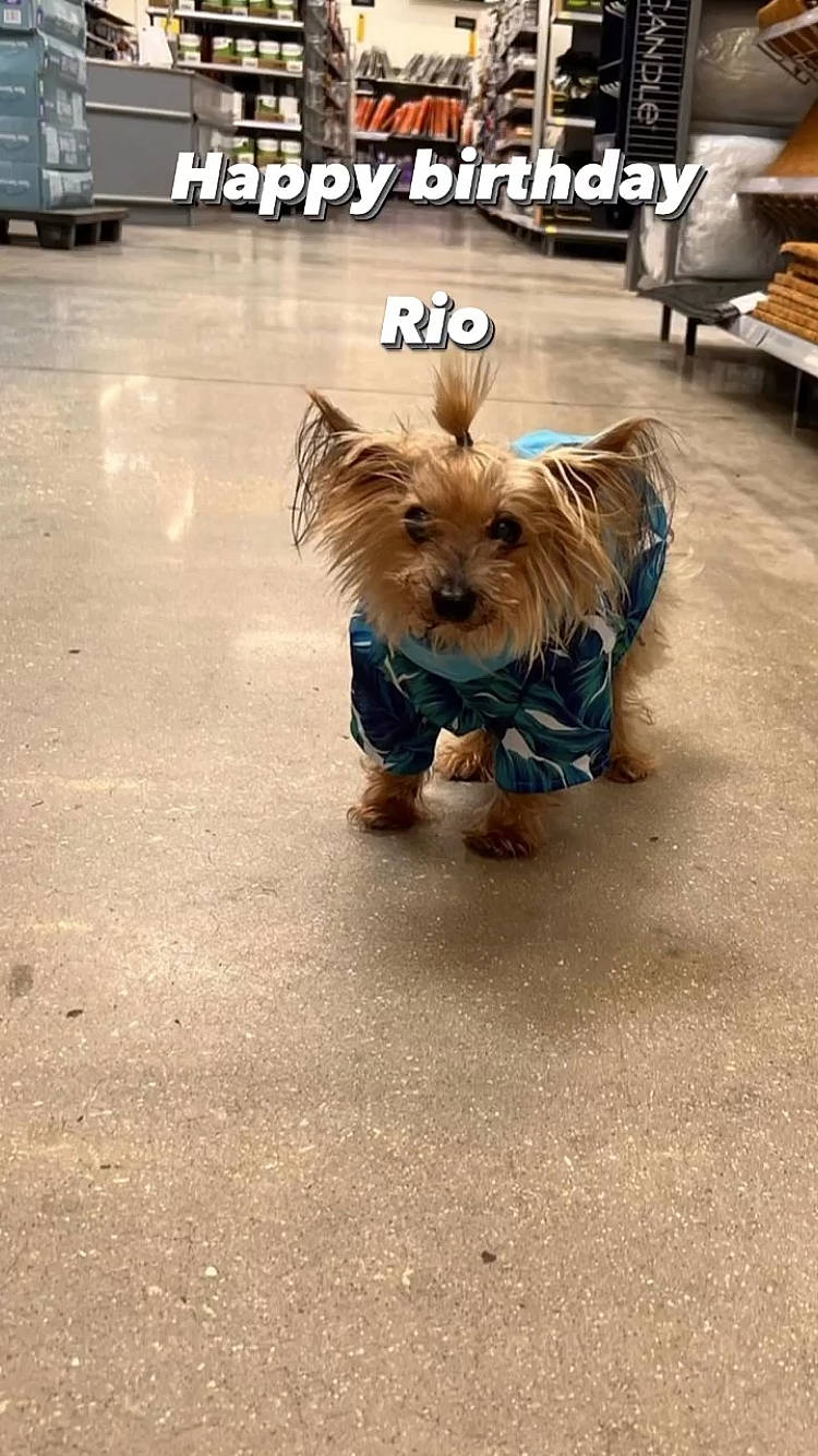 Rio is registered to the contest to win money with this photo: asphalt, carnivore, companion_dog, dog, dog_breed, dog_clothes, dog_supply, fawn, flooring, leash, liver, road, road_surface, sidewalk, small_terrier, tail, tire, toy_dog, vehicle, working_animal