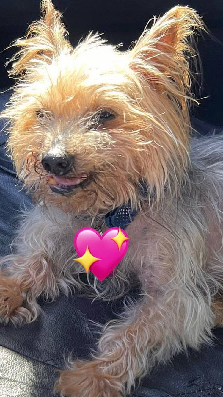 Rio is registered to the contest to win money with this photo: biewer_terrier, canidae, carnivore, collar, companion_dog, dog, dog_breed, dog_collar, dog_supply, event, fur, liver, small_terrier, snout, sporting_group, terrestrial_animal, terrier, toy_dog, water_dog, yorkipoo