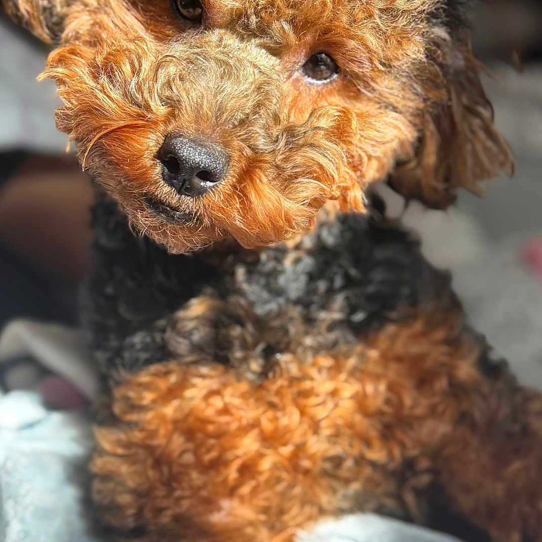 Chosen joined the competition — help win amazing prizes! animal, black, blanket, brown, canine, close_up, companion, cozy, curly_fur, cute, dog, friendly, fur_texture, head_tilt, indoors, pet, portrait, soft, sunlight, warm_light