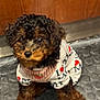 puppy, dog, curly_hair, brown_fur, black_fur, sweater, clothing, indoor, floor, wooden_door, pet, cute, small_dog, looking_up, curious, animal, fur, sitting, companion, portrait