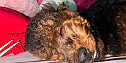 Chosen joined the competition — help win amazing prizes! animal, bed, blanket, closeup, comfort, cozy, curly_hair, cute, dog, fur, indoors, nose, pet, pink, red, relaxing, resting, sleeping, smile, teeth