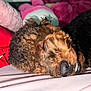 dog, sleeping, curly_hair, bed, blanket, red, pink, cozy, pet, cute, nose, fur, relaxing, indoors, animal, resting, smile, teeth, closeup, comfort