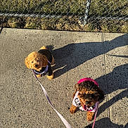 Chosen joined the competition — help win amazing prizes! black_jacket, brown_dog, chain_link_fence, concrete, curly_fur, cute, daytime, dog, grass, happy, leash, looking_up, outdoor, pet, pink_outfit, shadow, sidewalk, small_dog, sunlight, walking