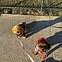 dog, small_dog, leash, sidewalk, chain_link_fence, shadow, sunlight, outdoor, pet, cute, walking, black_jacket, pink_outfit, curly_fur, brown_dog, happy, looking_up, concrete, grass, daytime