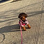 dog, leash, sidewalk, shadow, pink_jacket, curly_hair, outdoor, sunlight, street, tree, shoe, pavement, pet, canine, walking, urban, daylight, footwear, small_dog, parked_car
