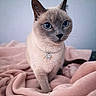 Kitty participe au concours pour gagner de l'argent avec cette photo : cat, siamese_cat, blue_eyes, necklace, heart_pendant, pink_blanket, pet, animal, feline, portrait, indoor, soft_texture, cute, close_up, whiskers, ears, fur, domestic_cat, looking, resting