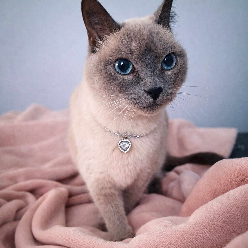 Kitty participe au concours pour gagner de l'argent avec cette photo : cat, siamese_cat, blue_eyes, necklace, heart_pendant, pink_blanket, pet, animal, feline, portrait, indoor, soft_texture, cute, close_up, whiskers, ears, fur, domestic_cat, looking, resting