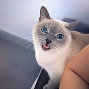 Kitty a rejoint le concours — aidez-le/la à gagner de superbes lots ! cat, blue_eyes, pet, feline, whiskers, indoor, cute, looking_up, closeup, animal, domestic_animal, soft_fur, person_arm, expression, light, blurred_background, face, ears, sitting, home