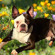Zeus is registered to the contest to win money with this photo: dog, boston_terrier, flower, crocus, grass, outdoor, spring, pet, animal, running, leaping, brown_and_white, ears, face, nature, daylight, closeup, energetic, playful, field