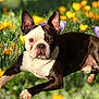 animal, boston_terrier, brown_and_white, closeup, crocus, daylight, dog, ears, energetic, face, field, flower, grass, leaping, nature, outdoor, pet, playful, running, spring