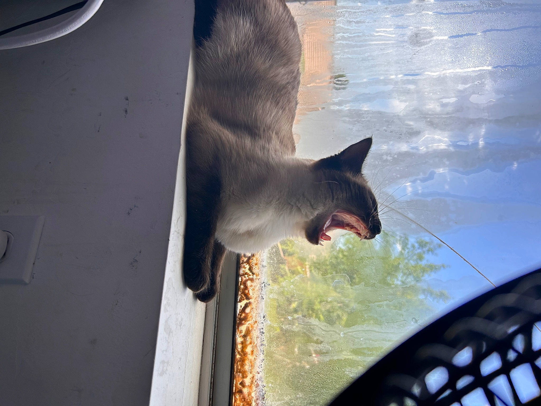 Lux joined the competition — help win amazing prizes! automotive_exterior, automotive_window_part, carnivore, cat, domestic_short_haired_cat, fawn, felidae, fur, glass, line, small_to_medium_sized_cats, snout, tail, tints_and_shades, water, whiskers, window, windscreen_wiper, windshield, wood