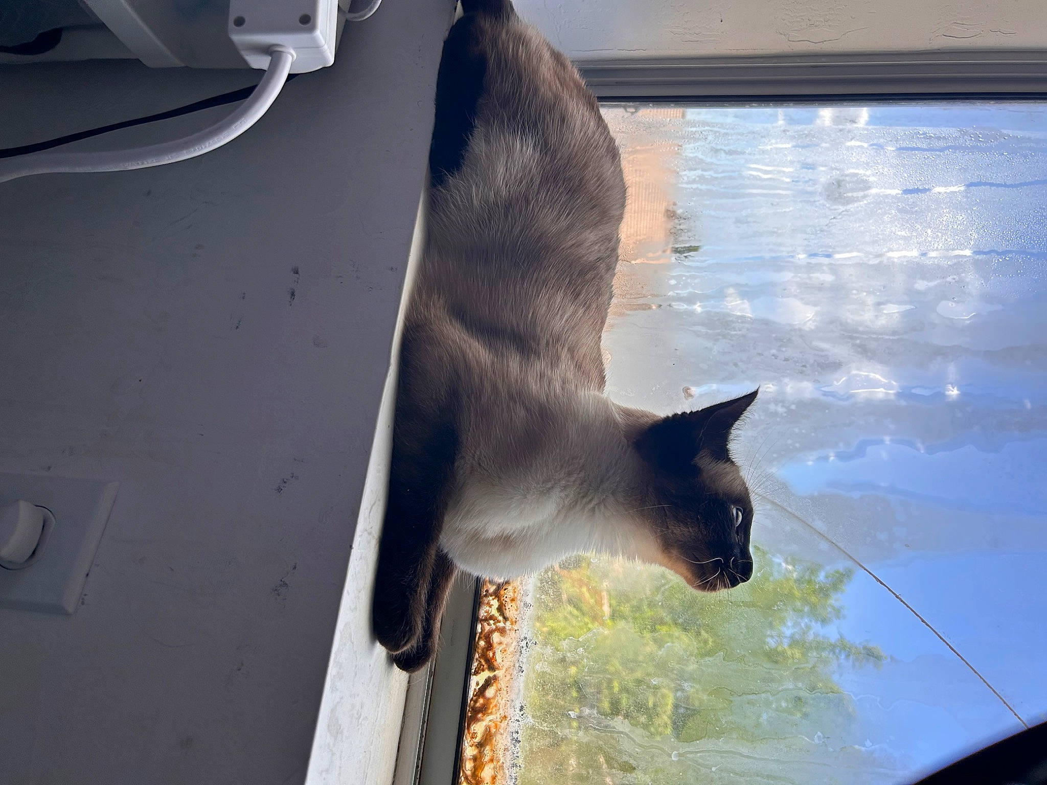 Lux is registered to the contest to win money with this photo: balinese, carnivore, cat, domestic_short_haired_cat, fawn, felidae, fur, hood, line, small_to_medium_sized_cats, snout, tail, tints_and_shades, water, whiskers, wildlife, window, windshield, wood