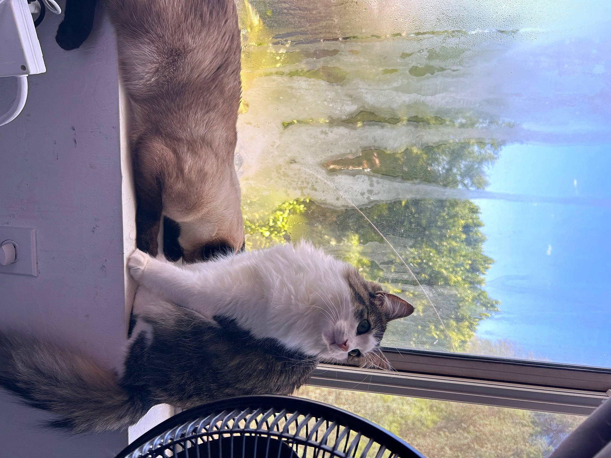 Lux joined the competition — help win amazing prizes! canidae, carnivore, cat, companion_dog, domestic_short_haired_cat, fawn, felidae, fur, house, lake, small_to_medium_sized_cats, sporting_group, tail, terrestrial_animal, tree, vertebrate, water, whiskers, wildlife, window