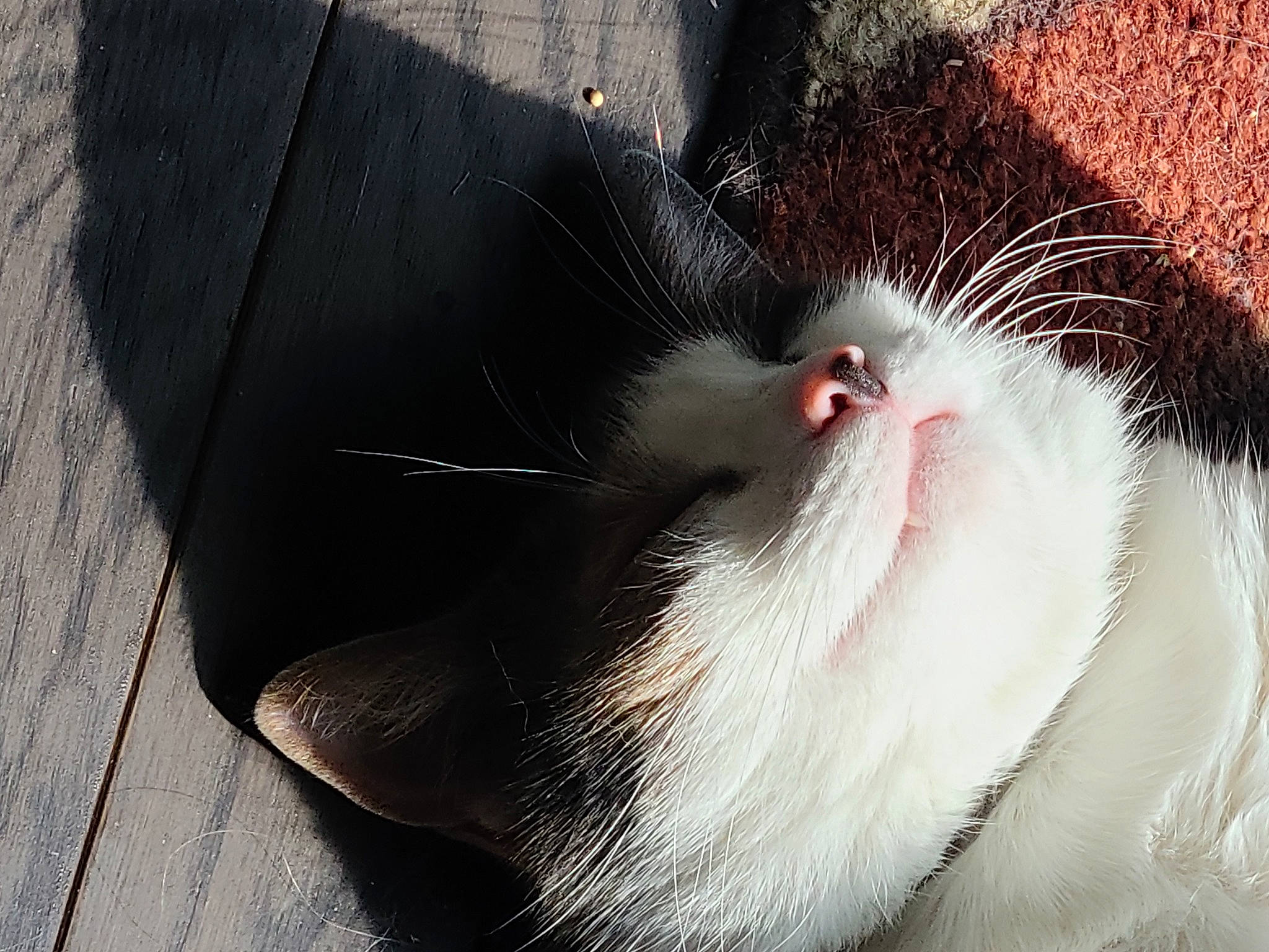 Camo is registered to the contest to win money with this photo: carnivore, cat, claw, domestic_short_haired_cat, eye, felidae, foot, fur, paw, small_to_medium_sized_cats, snout, tail, whiskers, window