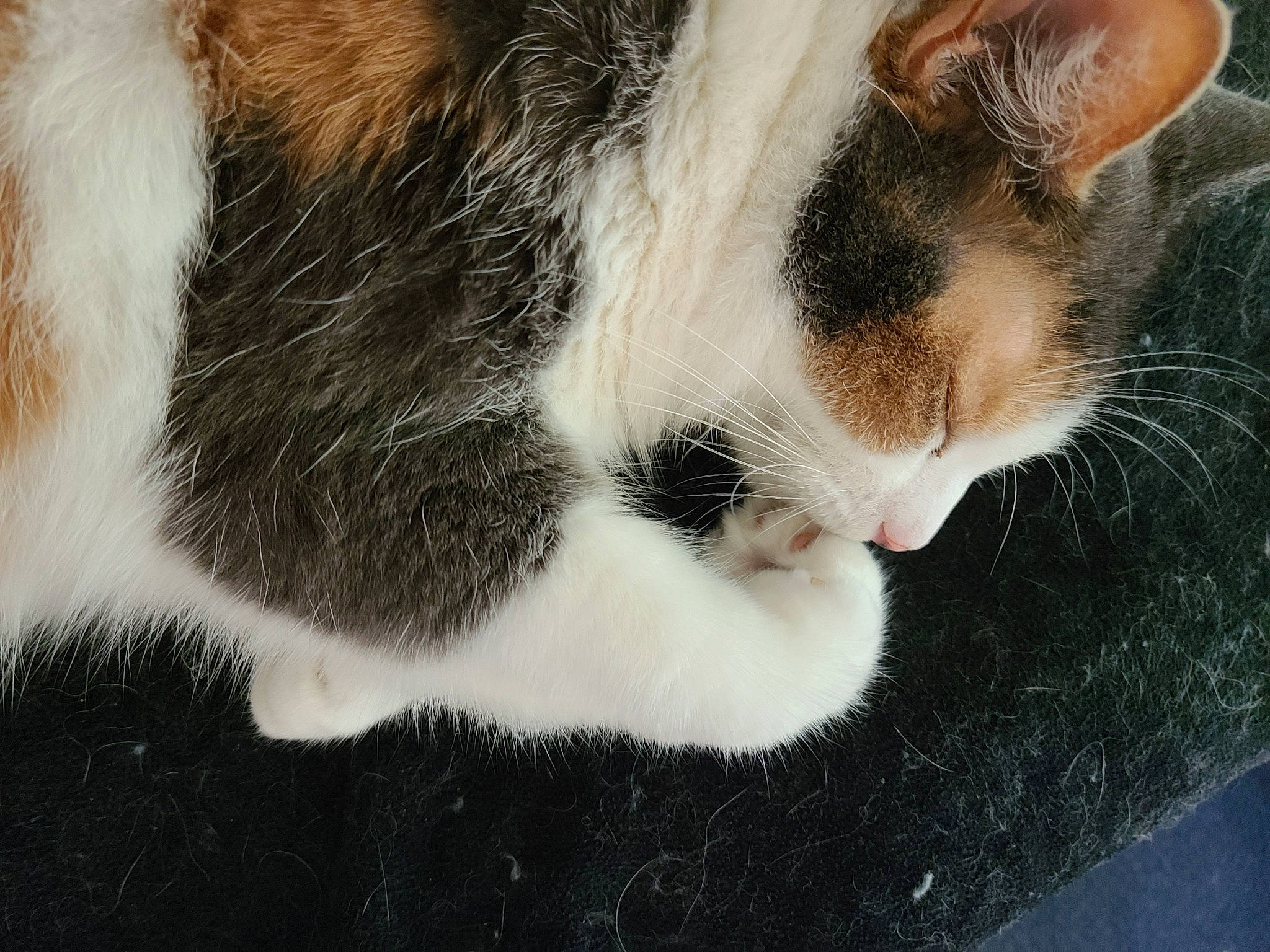 Camo is registered to the contest to win money with this photo: carnivore, cat, domestic_short_haired_cat, eye, felidae, fur, paw, small_to_medium_sized_cats, snout, tail, terrestrial_animal, whiskers