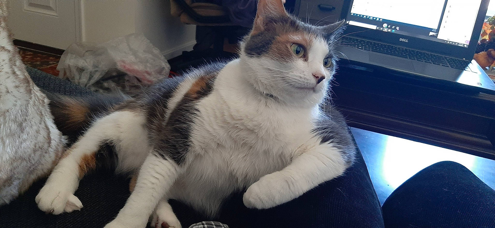 Camo is registered to the contest to win money with this photo: carnivore, cat, cat_furniture, claw, comfort, domestic_short_haired_cat, felidae, fur, metal, paw, sitting, small_to_medium_sized_cats, snout, tail, terrestrial_animal, tree, whiskers, window