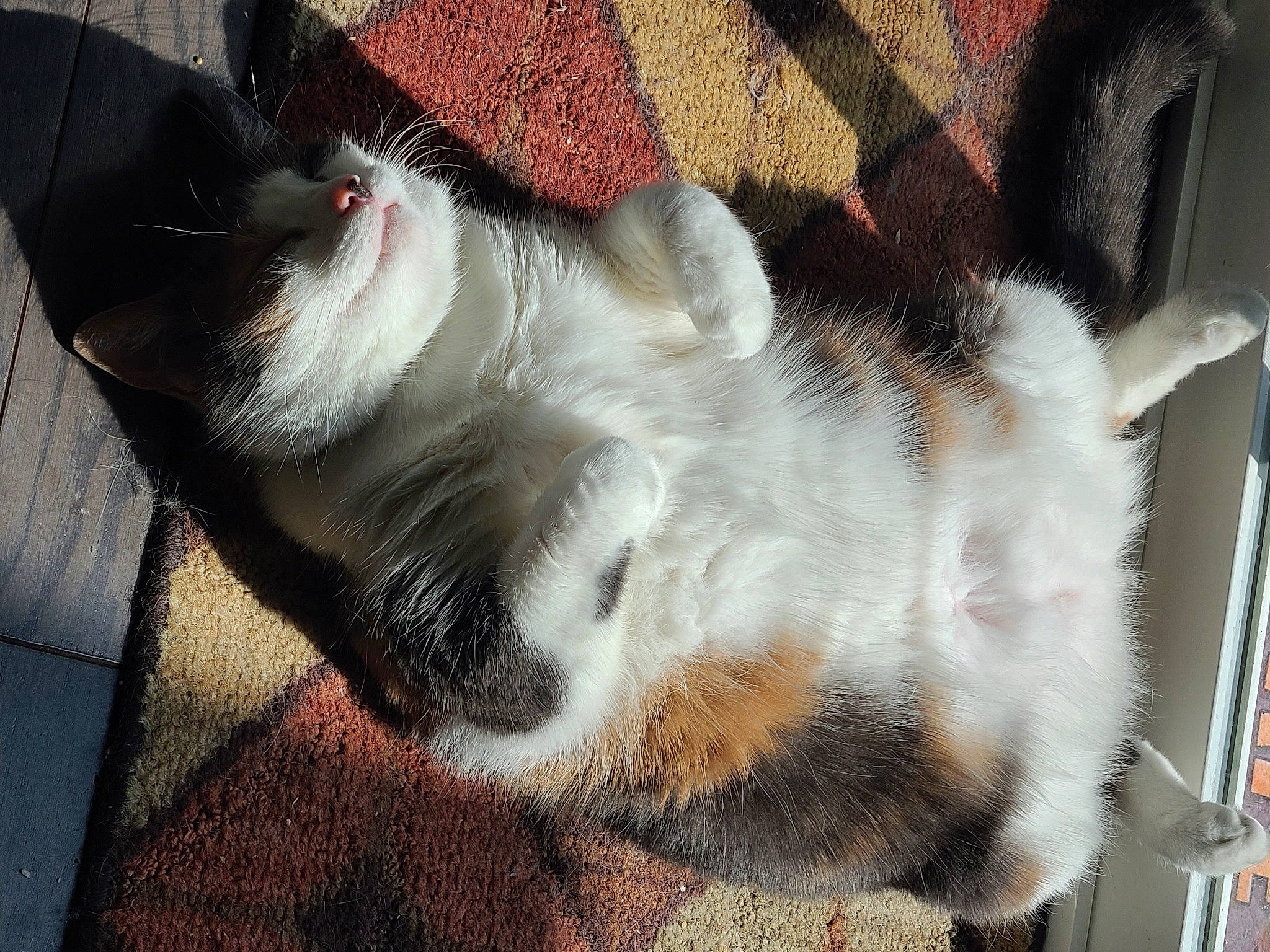 Camo is registered to the contest to win money with this photo: carnivore, cat, claw, comfort, companion_dog, domestic_short_haired_cat, fawn, felidae, foot, fur, human_leg, lap, nap, paw, sleep, small_to_medium_sized_cats, snout, tail, whiskers