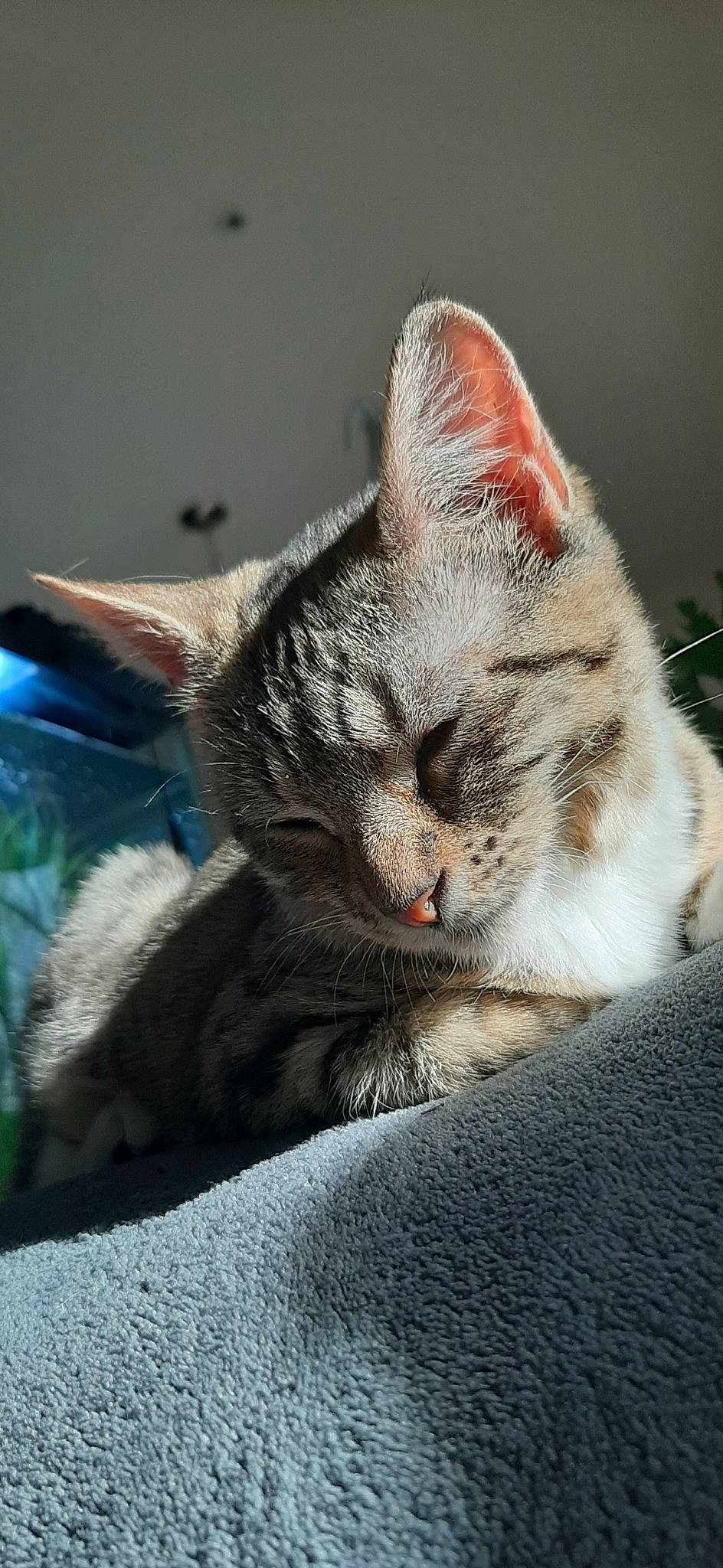 Lemonade is registered to the contest to win money with this photo: carnivore, cat, cat_supply, claw, close_up, comfort, domestic_short_haired_cat, fawn, felidae, fur, nap, paw, small_to_medium_sized_cats, snout, terrestrial_animal, whiskers