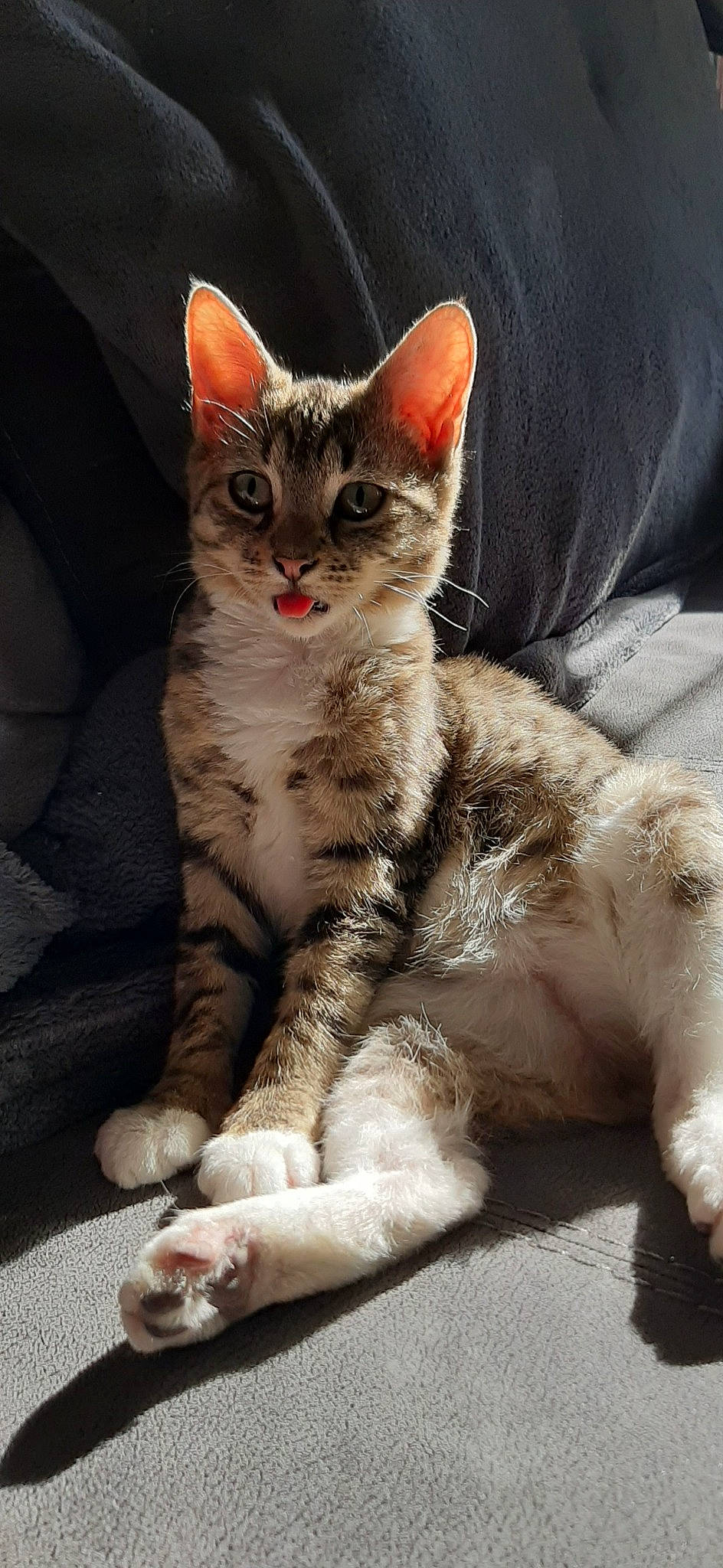 Lemonade is registered to the contest to win money with this photo: carnivore, cat, claw, comfort, domestic_short_haired_cat, felidae, foot, fur, paw, photo_caption, sitting, small_to_medium_sized_cats, snout, tail, terrestrial_animal, whiskers, wildlife