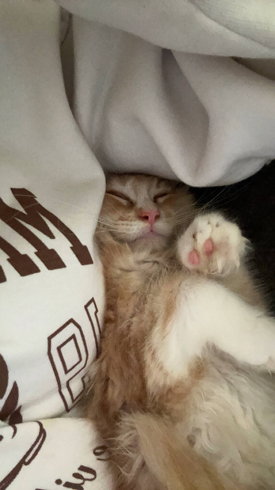 Volt participe au concours pour gagner de l'argent avec cette photo : carnivore, cat, claw, comfort, felidae, fur, grey, linens, paw, small_to_medium_sized_cats, snout, tail, whiskers