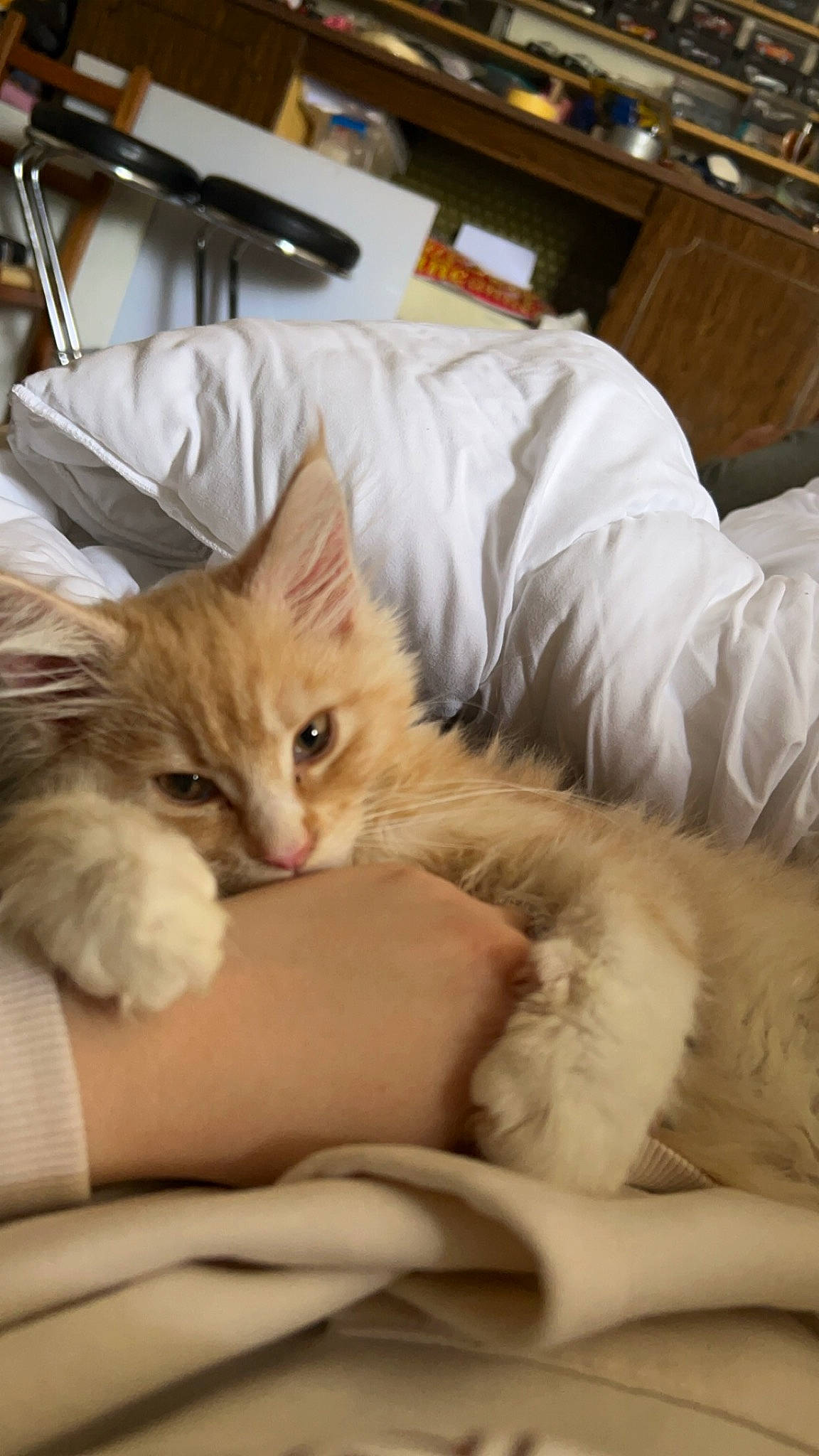 Volt a rejoint le concours — aidez-le/la à gagner de superbes lots ! bed, bedding, carnivore, cat, claw, comfort, companion_dog, couch, domestic_short_haired_cat, fawn, felidae, fur, kitchen_utensil, linens, nap, paw, room, small_to_medium_sized_cats, tail, whiskers