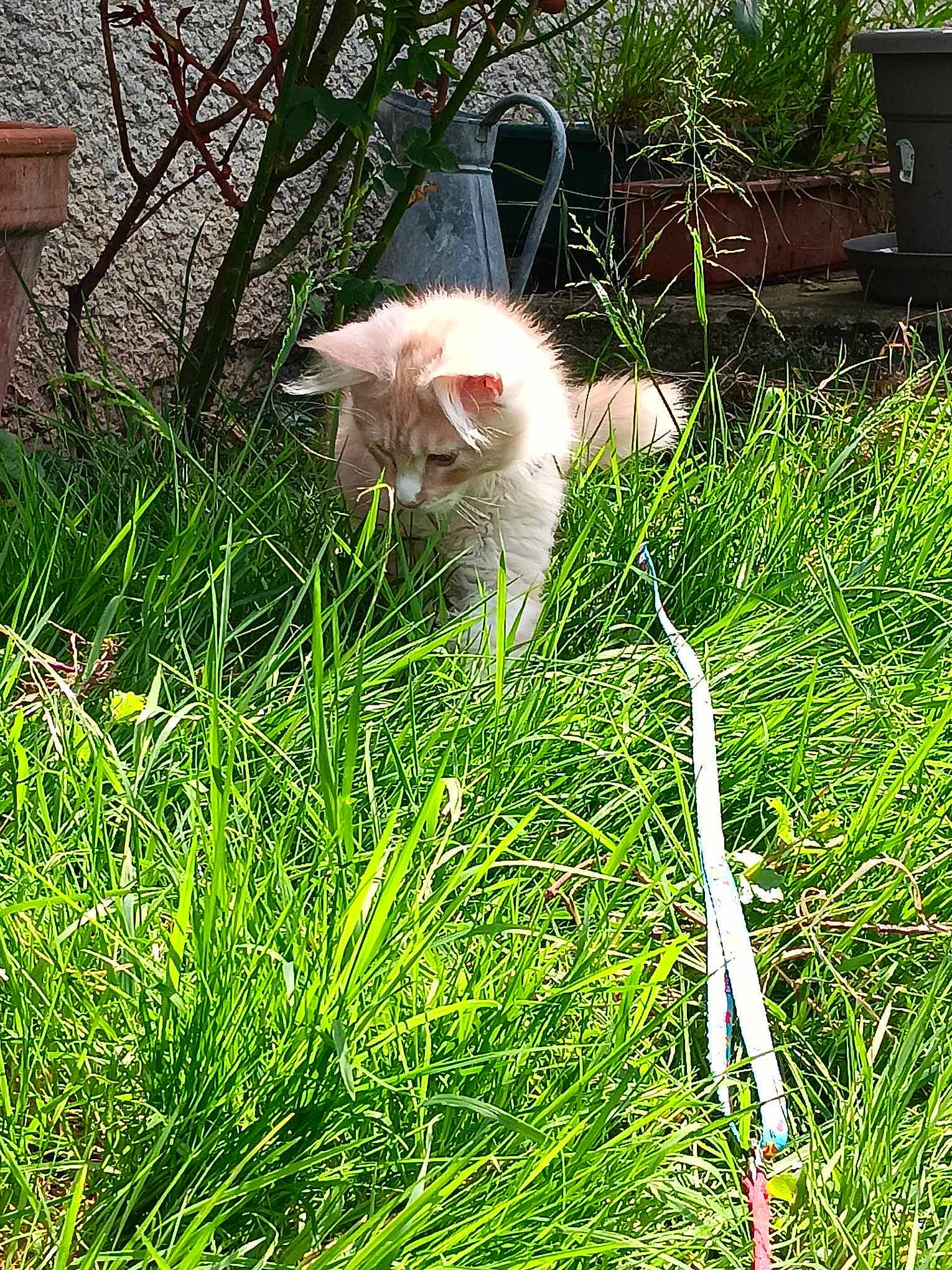 Volt a rejoint le concours — aidez-le/la à gagner de superbes lots ! carnivore, cat, domestic_short_haired_cat, fawn, felidae, fur, grass, grass_family, grassland, groundcover, lawn, meadow, pasture, plant, shrub, small_to_medium_sized_cats, sporting_group, tail, tree, whiskers