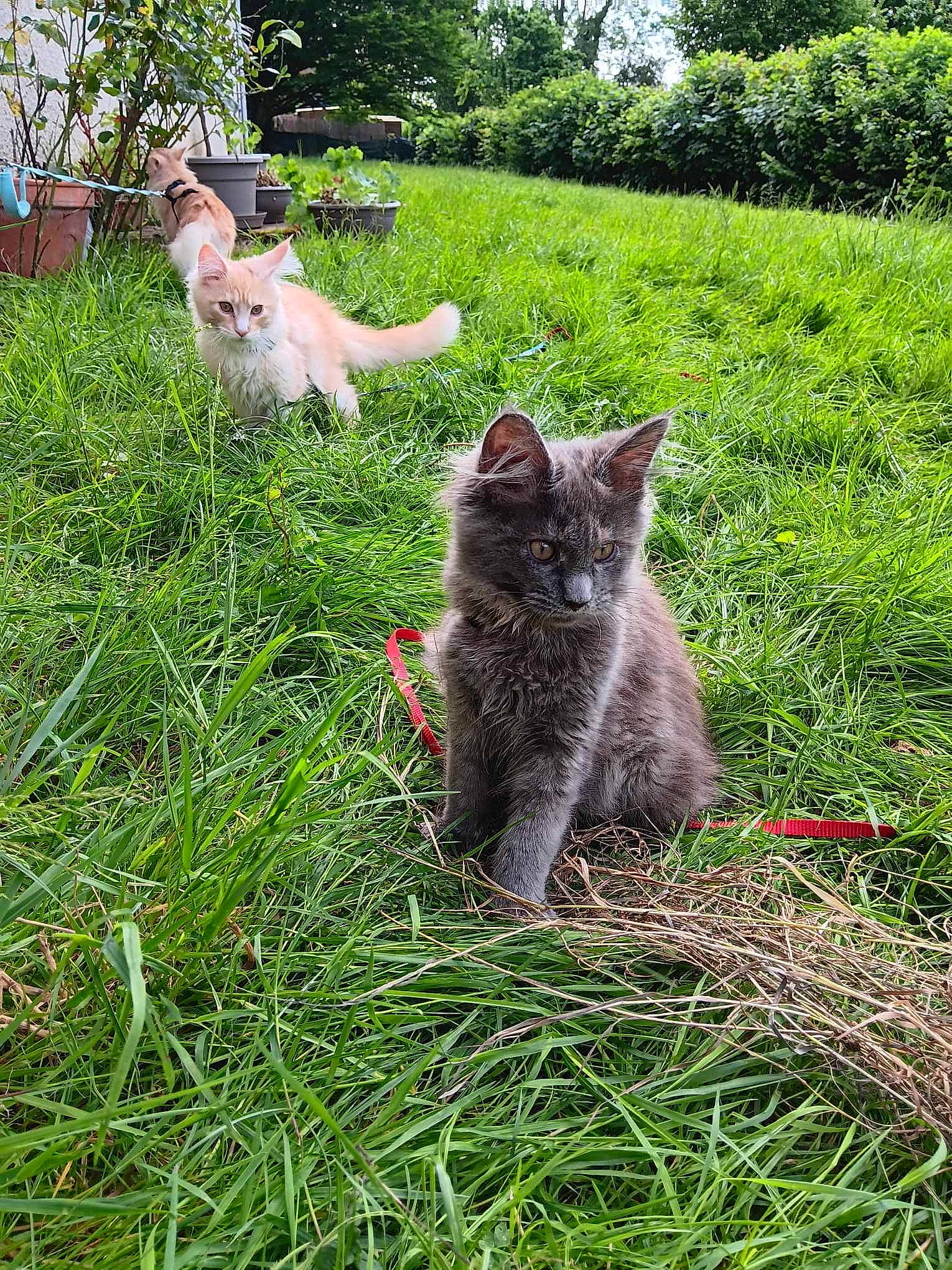 Vahiana a rejoint le concours — aidez-le/la à gagner de superbes lots ! carnivore, cat, domestic_short_haired_cat, felidae, fur, grass, grass_family, grassland, groundcover, herb, pasture, plant, shrub, small_to_medium_sized_cats, snout, tail, terrestrial_animal, tree, whiskers, wildlife
