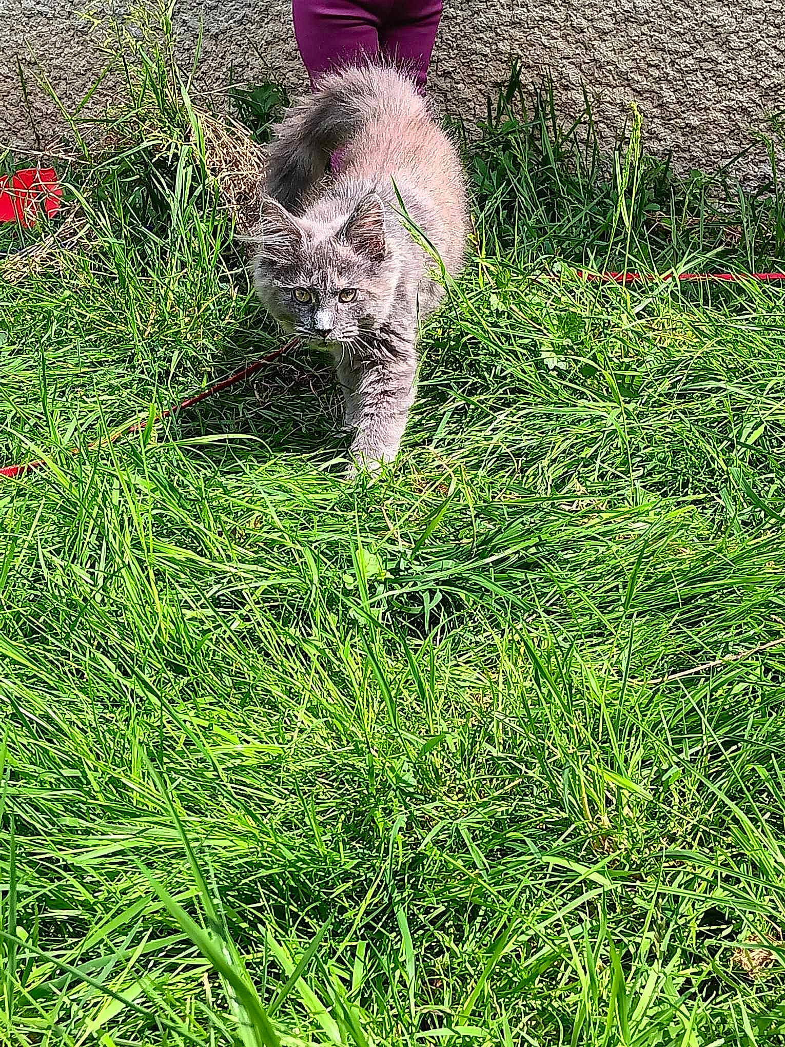 Vahiana participe au concours pour gagner de l'argent avec cette photo : canidae, carnivore, cat, dog_breed, fawn, felidae, fur, grass, grass_family, grassland, groundcover, lawn, meadow, plant, shrub, small_to_medium_sized_cats, sporting_group, tail, terrestrial_animal, whiskers