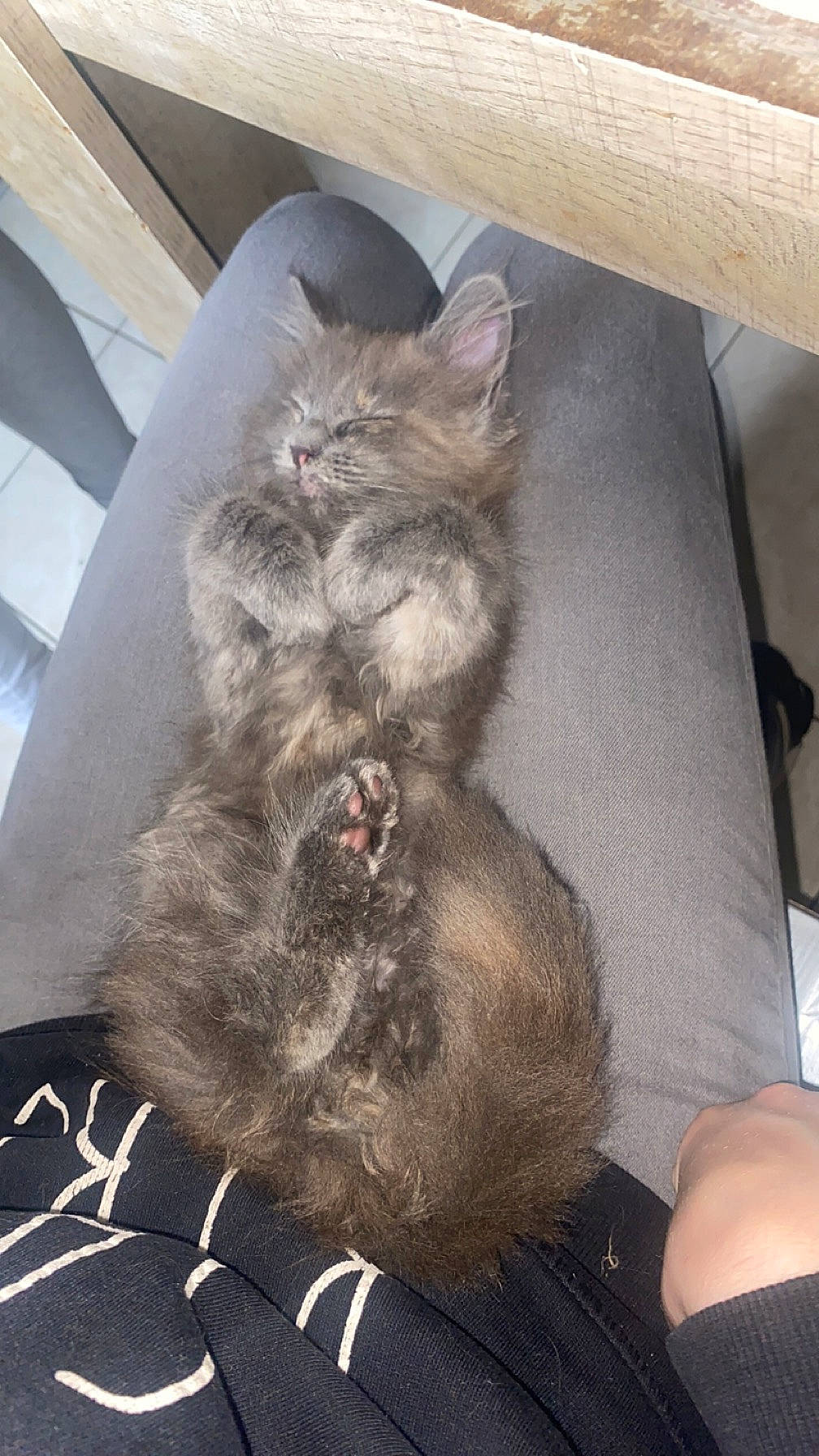 Vahiana a rejoint le concours — aidez-le/la à gagner de superbes lots ! carnivore, cat, claw, comfort, dog_breed, domestic_short_haired_cat, felidae, fur, grey, nap, paw, small_to_medium_sized_cats, snout, tail, terrestrial_animal, vehicle, whiskers