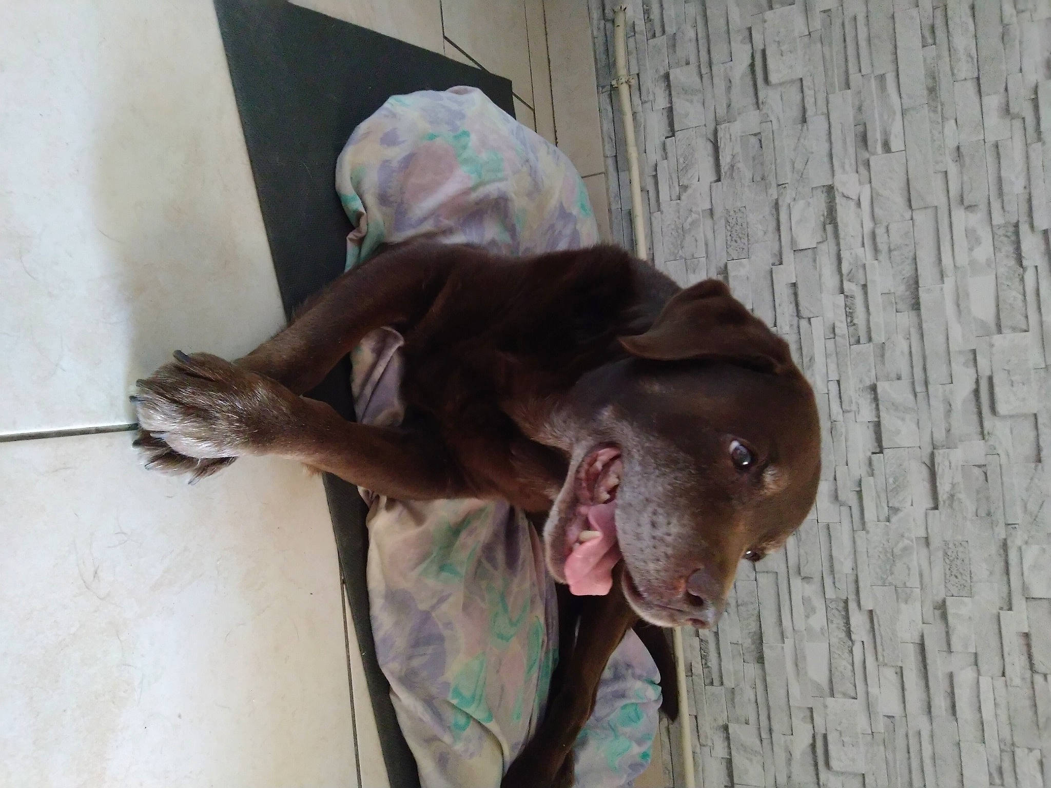 Chocolat a rejoint le concours — aidez-le/la à gagner de superbes lots ! canidae, carnivore, companion_dog, dobermann, dog, dog_breed, fang, fawn, fur, guard_dog, jaw, liver, non_sporting_group, snout, sporting_group, tail, weimaraner, whiskers, wood, working_animal