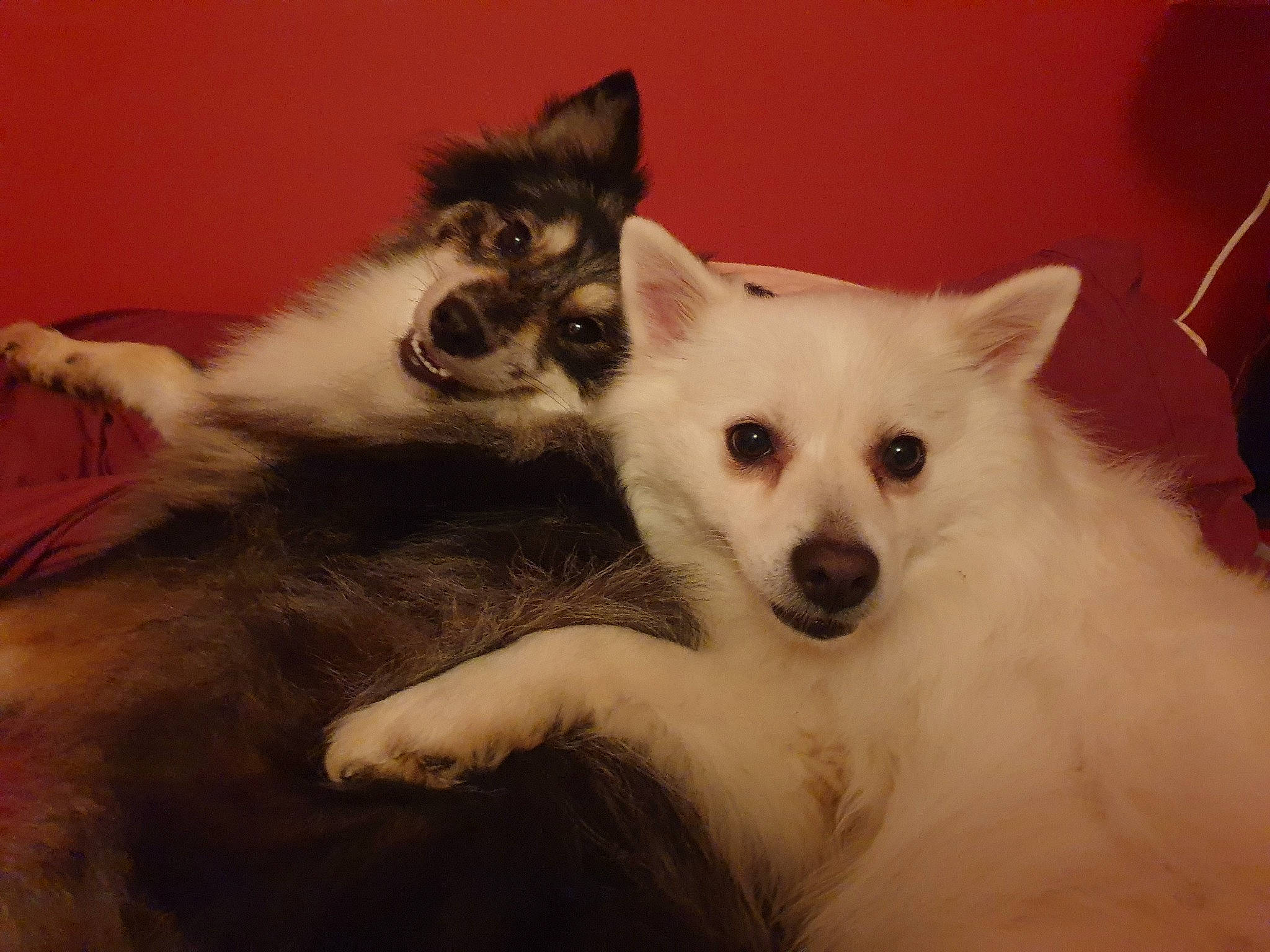 Sammy a rejoint le concours — aidez-le/la à gagner de superbes lots ! canidae, carnivore, companion_dog, dog, dog_breed, fang, fawn, felidae, fur, non_sporting_group, paw, puppy, snout, tail, terrestrial_animal, toy_dog, whiskers, working_animal