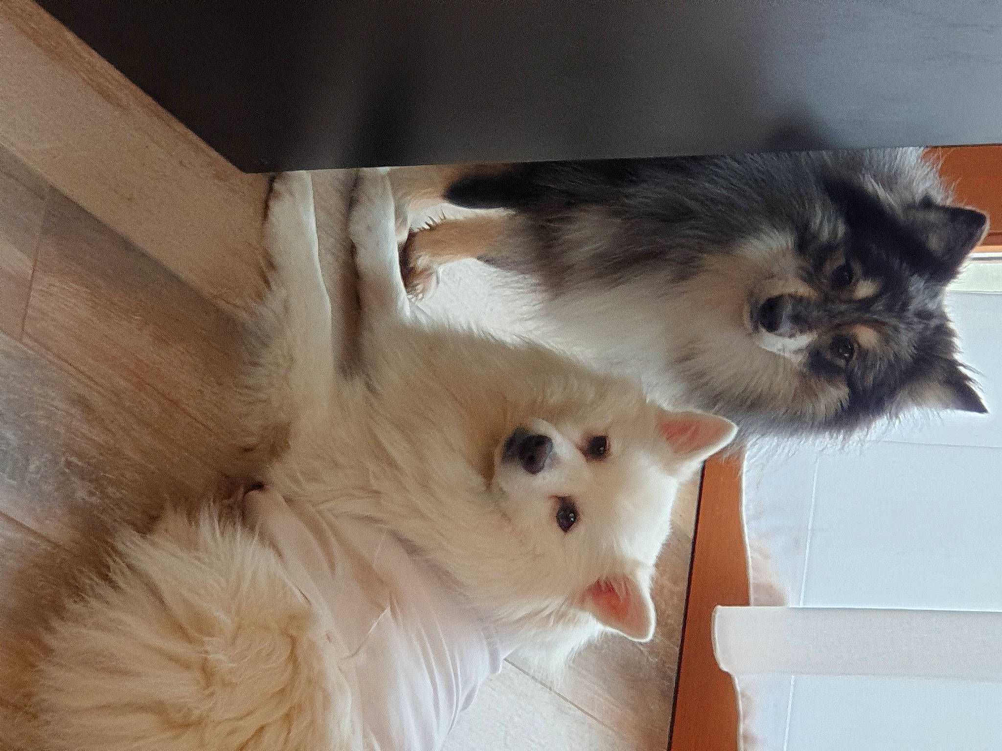 Sammy a rejoint le concours — aidez-le/la à gagner de superbes lots ! balinese, canidae, carnivore, cat, companion_dog, dog, dog_breed, fawn, felidae, fur, german_spitz, german_spitz_klein, paw, small_to_medium_sized_cats, snout, spitz, sporting_group, tail, whiskers, working_animal