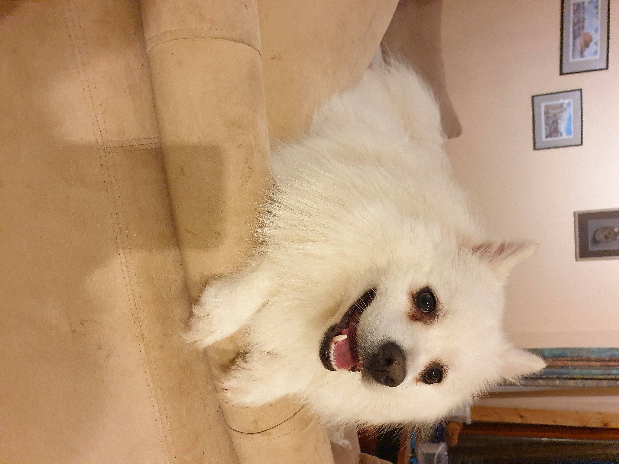 Sammy a rejoint le concours — aidez-le/la à gagner de superbes lots ! american_eskimo_dog, carnivore, companion_dog, corgi_chihuahua, dog, dog_breed, dog_supply, fang, fur, german_spitz, german_spitz_klein, non_sporting_group, picture_frame, samoyed, spitz, volpino_italiano, whiskers