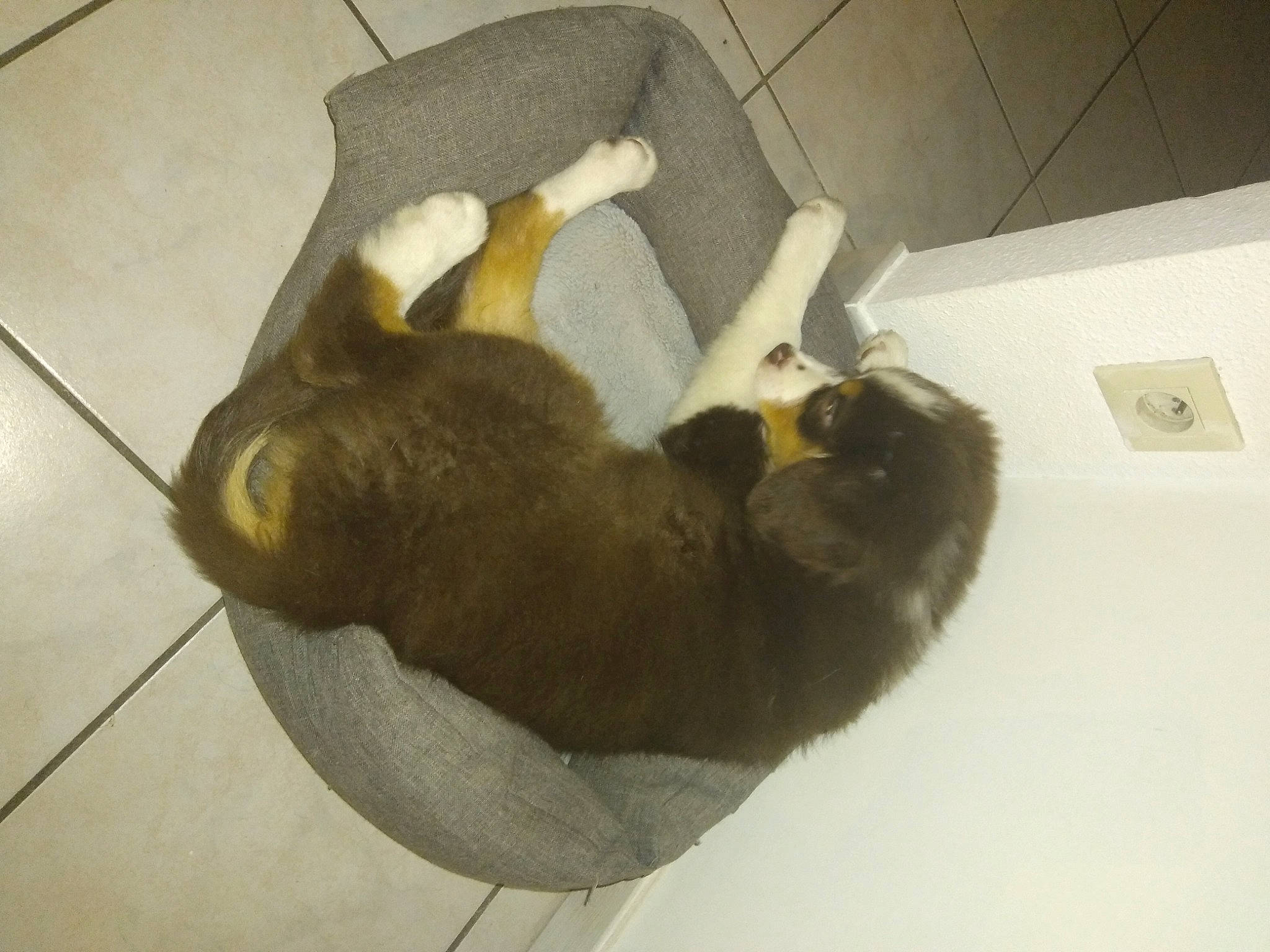 Saiko a rejoint le concours — aidez-le/la à gagner de superbes lots ! canidae, carnivore, cat_supply, claw, comfort, companion_dog, dog_breed, fawn, felidae, flooring, fur, nap, paw, pet_supply, small_to_medium_sized_cats, snout, sporting_group, tail, terrestrial_animal