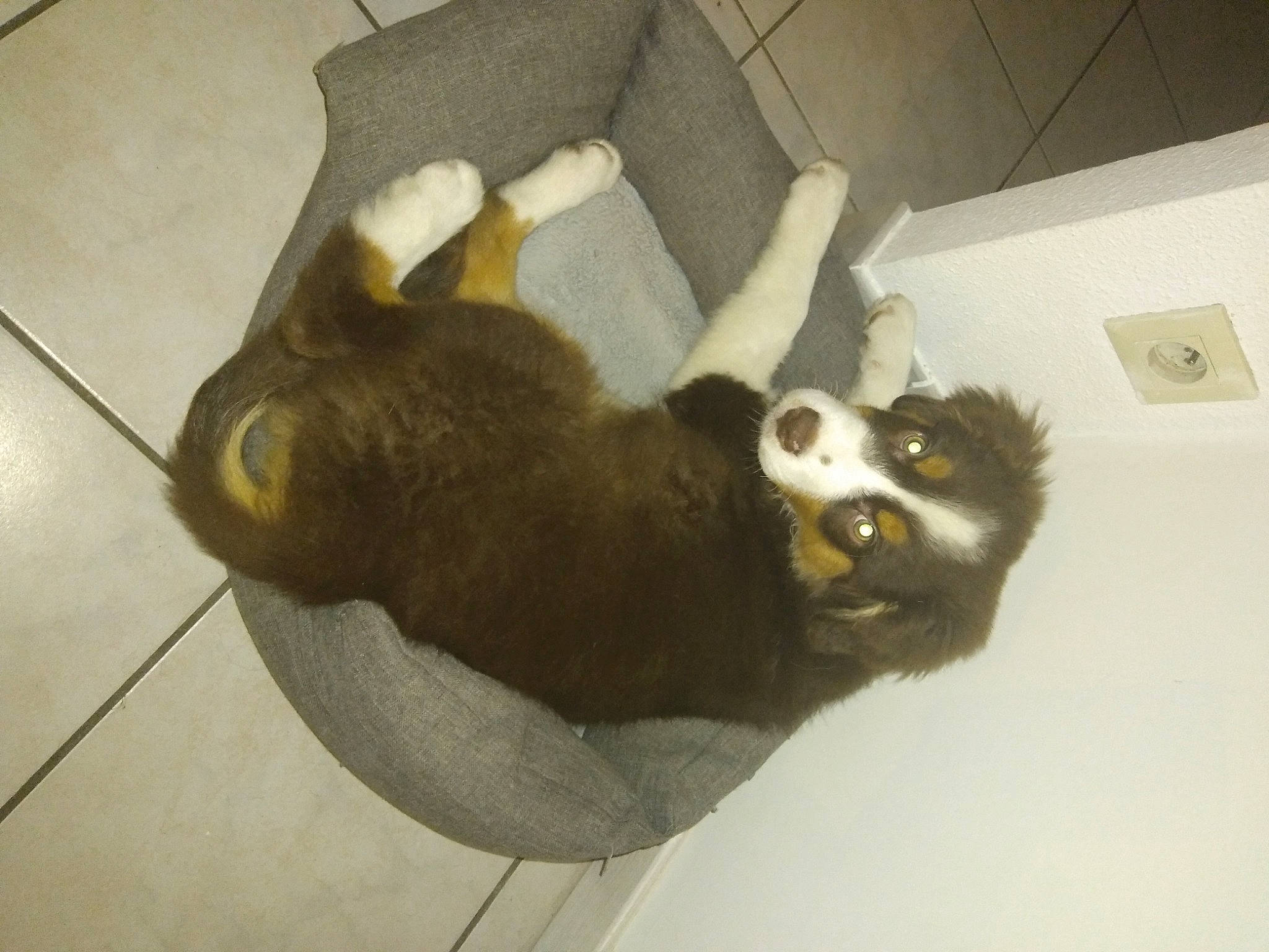 Saiko a rejoint le concours — aidez-le/la à gagner de superbes lots ! canidae, carnivore, comfort, companion_dog, dog, dog_breed, ear, felidae, flooring, fur, non_sporting_group, paw, puppy, room, small_to_medium_sized_cats, sporting_group, tail, terrestrial_animal, whiskers, working_animal