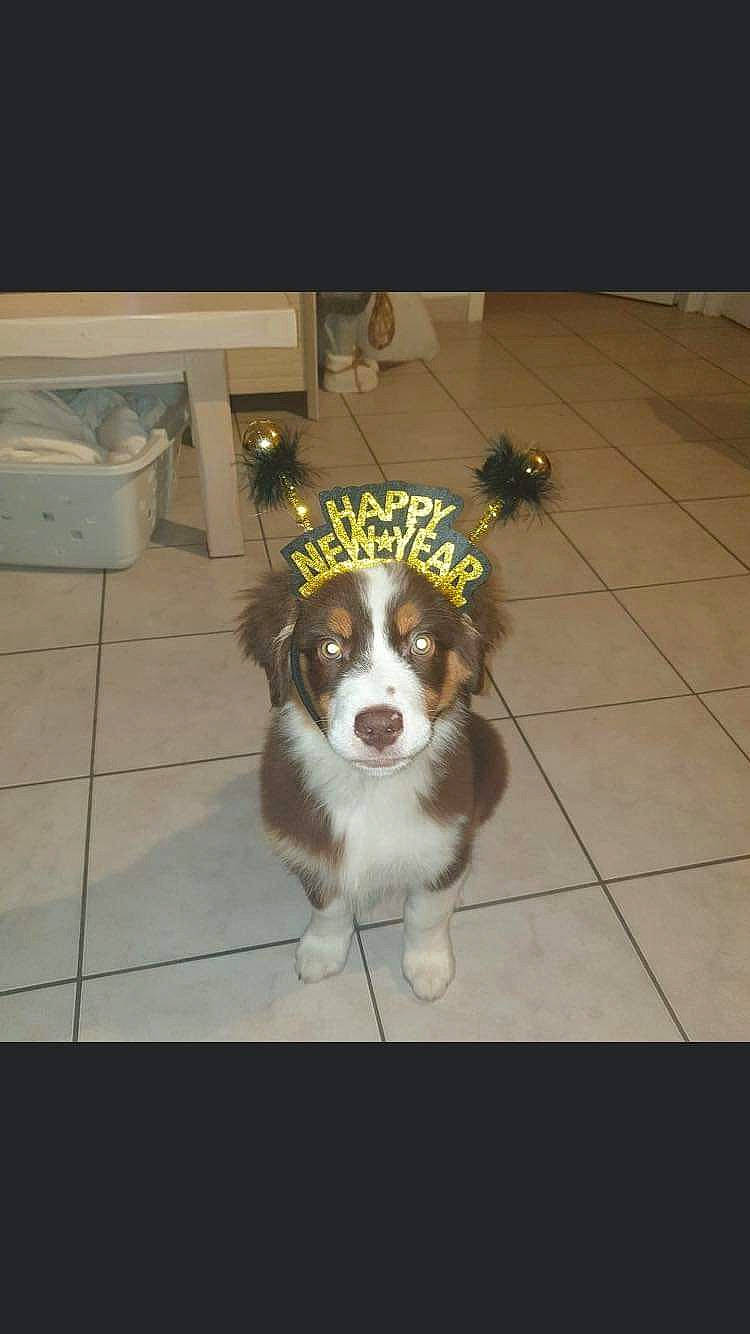 Saiko a rejoint le concours — aidez-le/la à gagner de superbes lots ! canidae, carnivore, companion_dog, dog, dog_breed, door, fawn, floor, flooring, fur, hardwood, paw, snout, sporting_group, tail, terrestrial_animal, tile_flooring, toy_dog, working_animal, working_dog