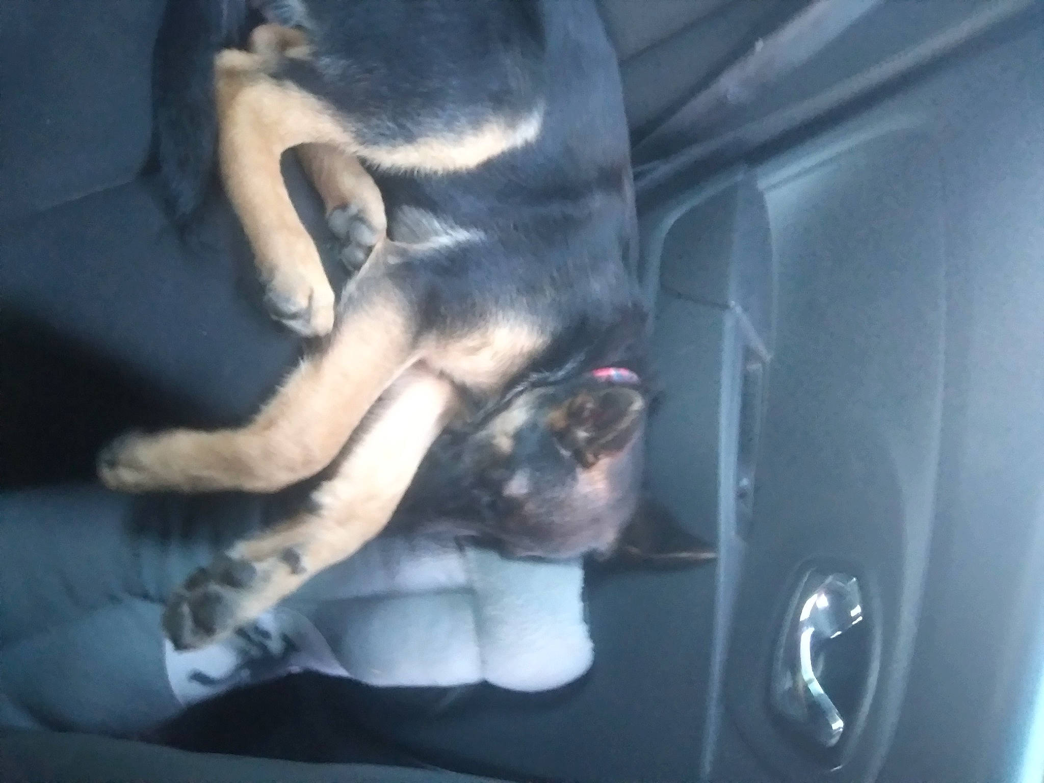 Shadow participe au concours pour gagner de l'argent avec cette photo : auto_part, automotive_exterior, carnivore, comfort, companion_dog, dog, dog_breed, family_car, fawn, felidae, fur, nap, paw, snout, sporting_group, tail, vehicle, vehicle_door, whiskers, windshield