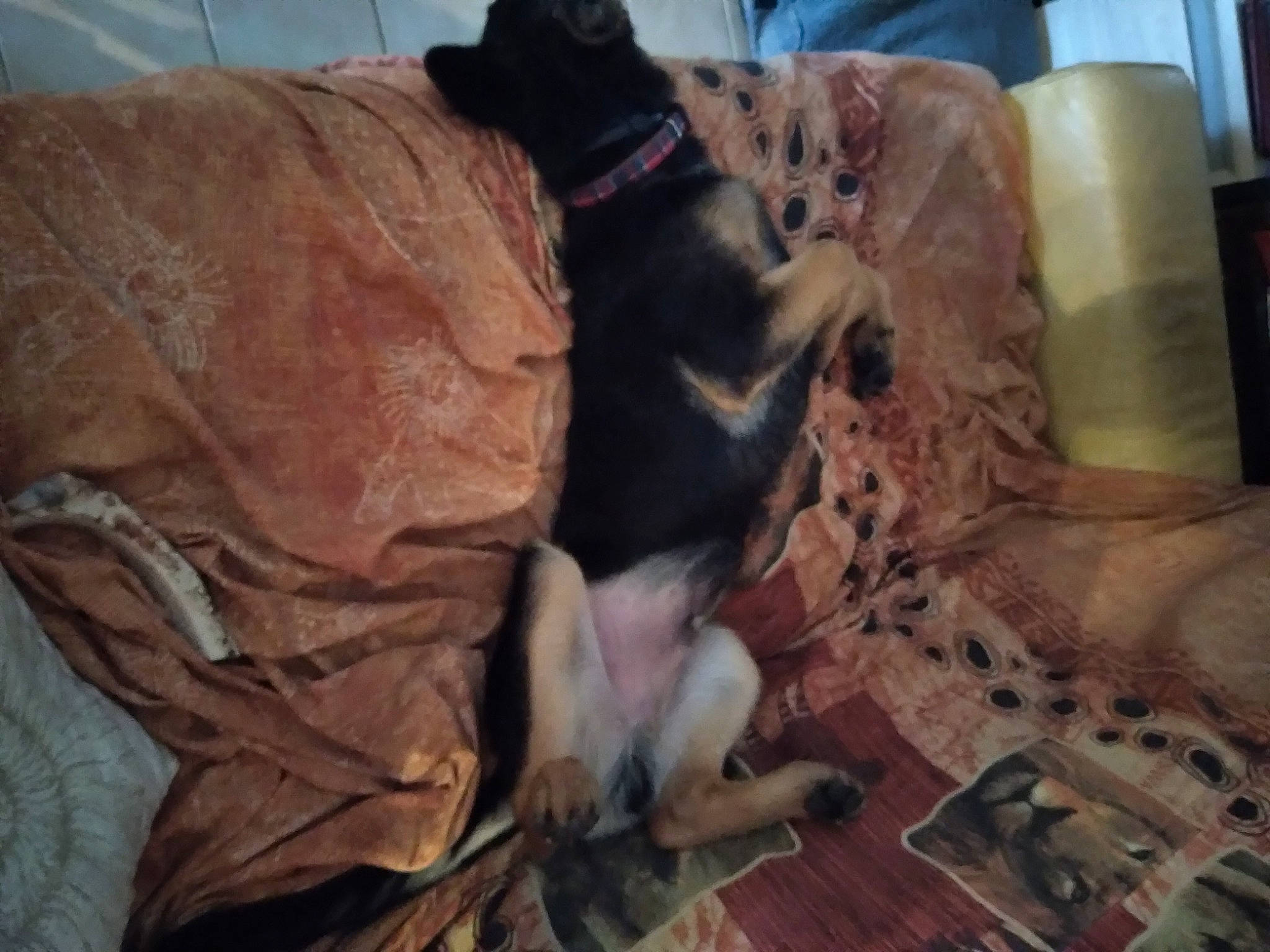 Shadow participe au concours pour gagner de l'argent avec cette photo : carnivore, comfort, companion_dog, couch, dog, dog_breed, dog_supply, fawn, fur, guard_dog, liver, snout, sporting_group, tail, wood, working_animal