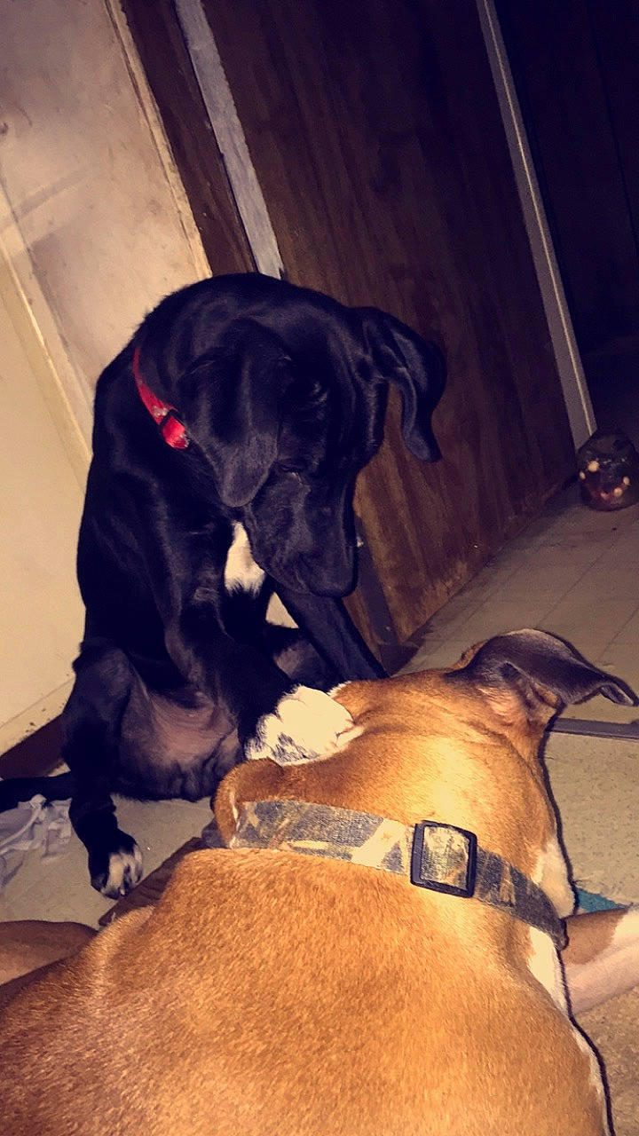 Blackjack is registered to the contest to win money with this photo: cane_corso, canidae, carnivore, companion_dog, dog, dog_breed, great_dane, guard_dog, non_sporting_group, sporting_group