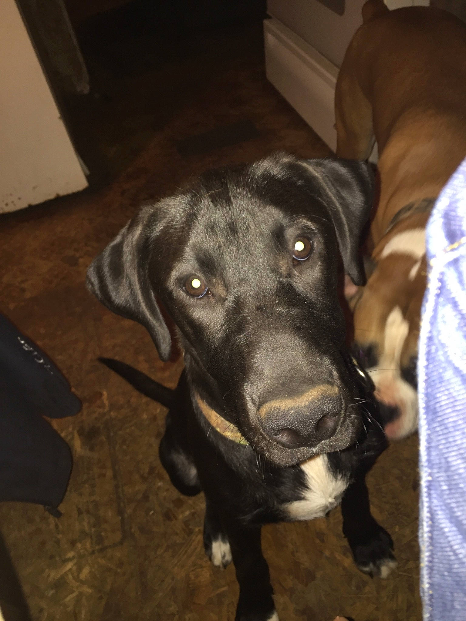 Blackjack joined the competition — help win amazing prizes! beagador, blue_lacy, borador, canidae, carnivore, dog, dog_breed, fawn, labrador_retriever, mammal, patterdale_terrier, plott_hound, snout, sporting_group, vertebrate, whiskers