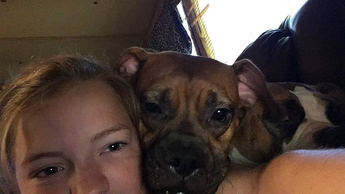 Jazzy is registered to the contest to win money with this photo: black_mouth_cur, boerboel, canidae, carnivore, companion_dog, dog, dog_breed, ear, fawn, mammal, non_sporting_group, perro_de_presa_mallorquin, puggle, puppy, puppy_love, snout, vertebrate